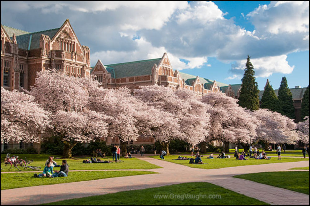 Cherry Trees Blooming at University of Washington