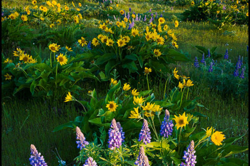 Spring Wildflowers in the Pacific Northwest