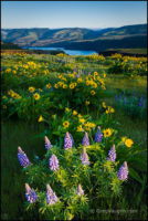 Spring Wildflowers in the Pacific Northwest